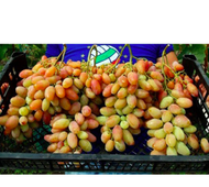 Keratan Batang Anggur DIXON – Grape Cutting Stem (Pokok Anggur)