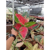 Aglaonema Suksom