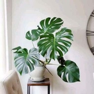 Monstera King | Monstera King Deliciosa | Monstera Deliciosa King |