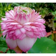 Chậu cây hoa sen Thái Juwaba đang nụ hoa