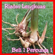 Rizom Lengkuas Fresh (Buy 1 Free 1 Rizom/rm5 Only) Very Easy To Live