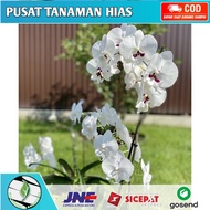 Seedling anggrek dendrobium leontine / Bunga Anggrek hidup/ Tanaman Hias Hidup /Bunga Hias Asli/ Bun