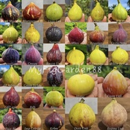 Keratan Pokok Tin|Fig Cutting i258|MR|BBR|BBN|BNR|BVR|CDDB dan Banyak Pelbagai Variety Buah Tin Lain