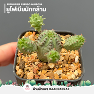 รวมกระบองเพชรและไม้อวบน้ำ #2 หลากหลายสายพันธุ์ ส่งทั้งกระถาง cactus&amp;succulent