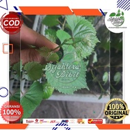 Terlaris Kober 5Bb Rootstok Anggur Import Yang Epic