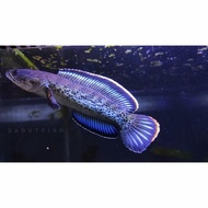 Channa Stewartii Karbi 8-10cm