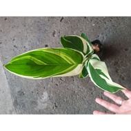 ♞,♘Calathea White Fusion