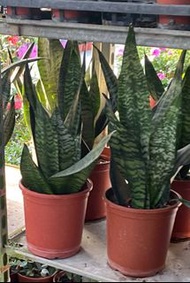 綠紋虎尾蘭6 吋盆2024/1月實物拍攝室內植物 觀葉植物 綠化植物