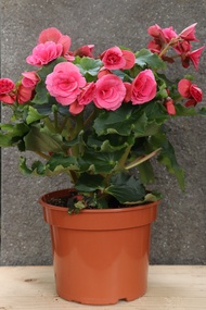 Cameron Begonia Elatior Flower Series 海棠花 15cm Begonia flower (Real Plant)(Live Plant)(Indoor Plant)