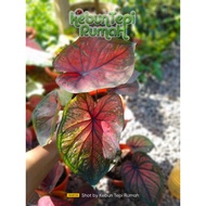 ANAK POKOK KELADI MONGKUL EUPHORBIA HILO BEAUTY / KOMANDO RASPBERRY SPLASH LIMITED CAT TUMPAH