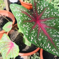 Caladium Plants-Pokok Keladi /Indoor Plant/Real Live Plant/Pokok Bunga Hiasan