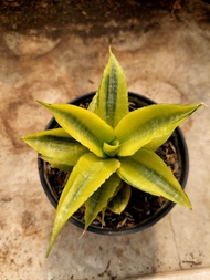 Tanaman Sensivera Cordova Variegata