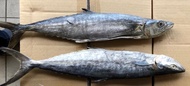 [Borong] Ikan Tenggiri Jeruk (1ctn 12kg)