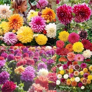 Ready Stock Biji Benih Bunga Dahlia Flower seeds Dahlia 花种子 大丽花