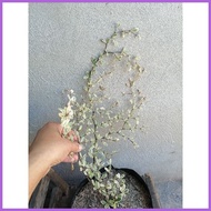 ۞ ◎ ♒ Variegated African Talisay Live outdoor garden decor in seed ling bag