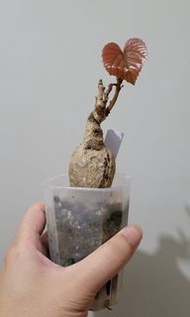 塊根植物