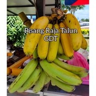 POKOK PISANG RAJA TALUN / RAJA TALON / TOMAN