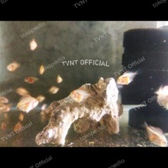 burayak / anakan ikan discus