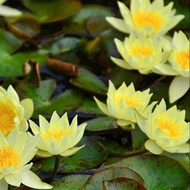 20 เมล็ด บัวสาย (Water lily) บัวอุบลชาติ บัวหลวง ฝรั่ง บัวดอกเล็ก บัวแคระ สายพันธุ์ pygmaea helvola สีเหลือง เหมาะสำหรับปลูกในโหล Waterlilies Lotus Seeds