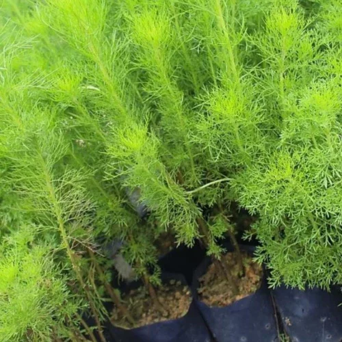 anak pokok Dill/ pokok halau nyamuk/ Dill Sapling