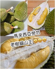 馬來西亞貓山王
