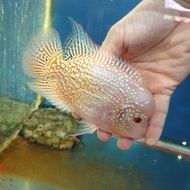 Flowerhorn kamfa golden base