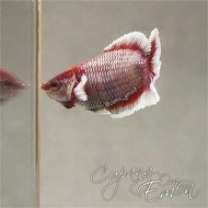 Ikan Cupang Betta Double Tail Dumbo Big Ear Lavender Irdt-Be03M-Female