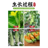 Shandong Claw Sweet Melon Crisp Sweet Claw Crisp Melon Melon Seed Spring Vegetable Garden Courtyard 