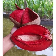 Pokok Mamey Sapote Lorito (Ciku Gergasi)Pokok Rare