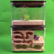 The Grand Hive Formicarium   - Ant Farm Ant Formicarium Ant Nest The Ant Shop Ant Keeping Ant Cages 