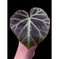 【HIDINGNATURE】 Begonia jubar (Ultra rare)