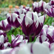 20 เมล็ดพันธุ์ Bonsai Seeds เมล็ด ทิวลิป เป็นสัญลักษณ์ของ จินตนาการ ความใฝ่ฝัน คู่รักที่สมบูรณ์แบบ Tulip Seed นำเข้าจากยุโรป อัตราการงอก 80-85%