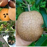 ANAK POKOK CIKU MEGA HYBRID 3 Feet++ Buah Buahan Fruits Live Plant [WEST MALAYSIA ONLY]
