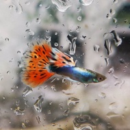 Guppy Red Mosaic Dumbo