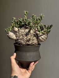 棒麒麟 塊根植物 多肉植物 盆栽