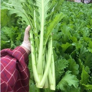 Vegetable seeds Ha Giang mustard greens, giant mustard greens