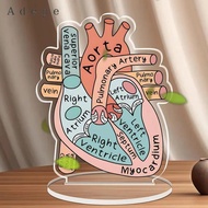 [Adepe] Anatomically Heart Model Sign Anatomically Model 2D Teaching Anatomy Acrylic