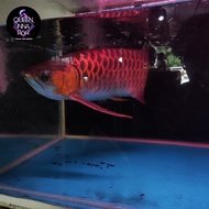arwana super red 40 - 50 cm ( ikan arwana super red )