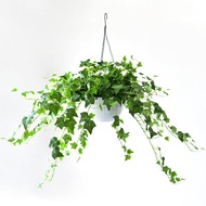 Simulated Ivy Potted Hanging Basket Green Plant Decoration Plastic Plant Wall Hanging Indoor Spider Orchid Fake Flower R