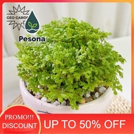 bibit tanaman hias lumut Ambon/ moss Ambon/ aquascape