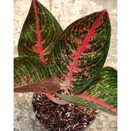 Biji Benih Rare Adelia Aglaonema - 3 Seed