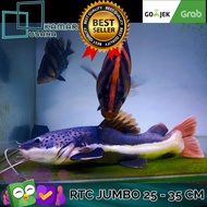 rtc jumbo catfish