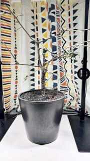 清位 塊根植物 列加氏漆樹 不是 象足漆樹