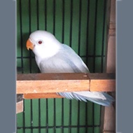 BURUNG LOVEBIRD BETINA - JENIS PALE FALLOW MATA MERAH 0.1 PF BLUE SPLIT BIOLA PARBLUE - LOVEBIRD LAN
