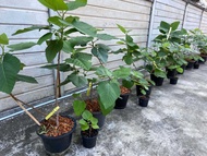 ต้นมะเดื่อฝรั่งต้นใหญ่ ติดผลแล้ว กระถาง 12 นิ้ว อิรักกี้ iraqi figs tree