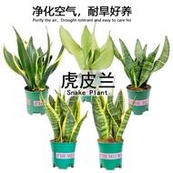 Golden edge snake potted plant, easy-care indoor living room, evergreen, drought-resistant