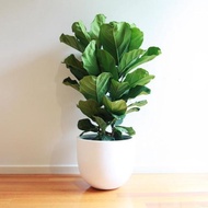 🌿Fiddle fig 🌿Pokok hiasan hidup 🎄