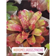 bromeliad neoregelia Gezpacho