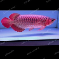 arwana super red 50cm gemoy