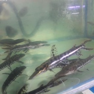 ikan hias tsn tiger catfish size 10cm